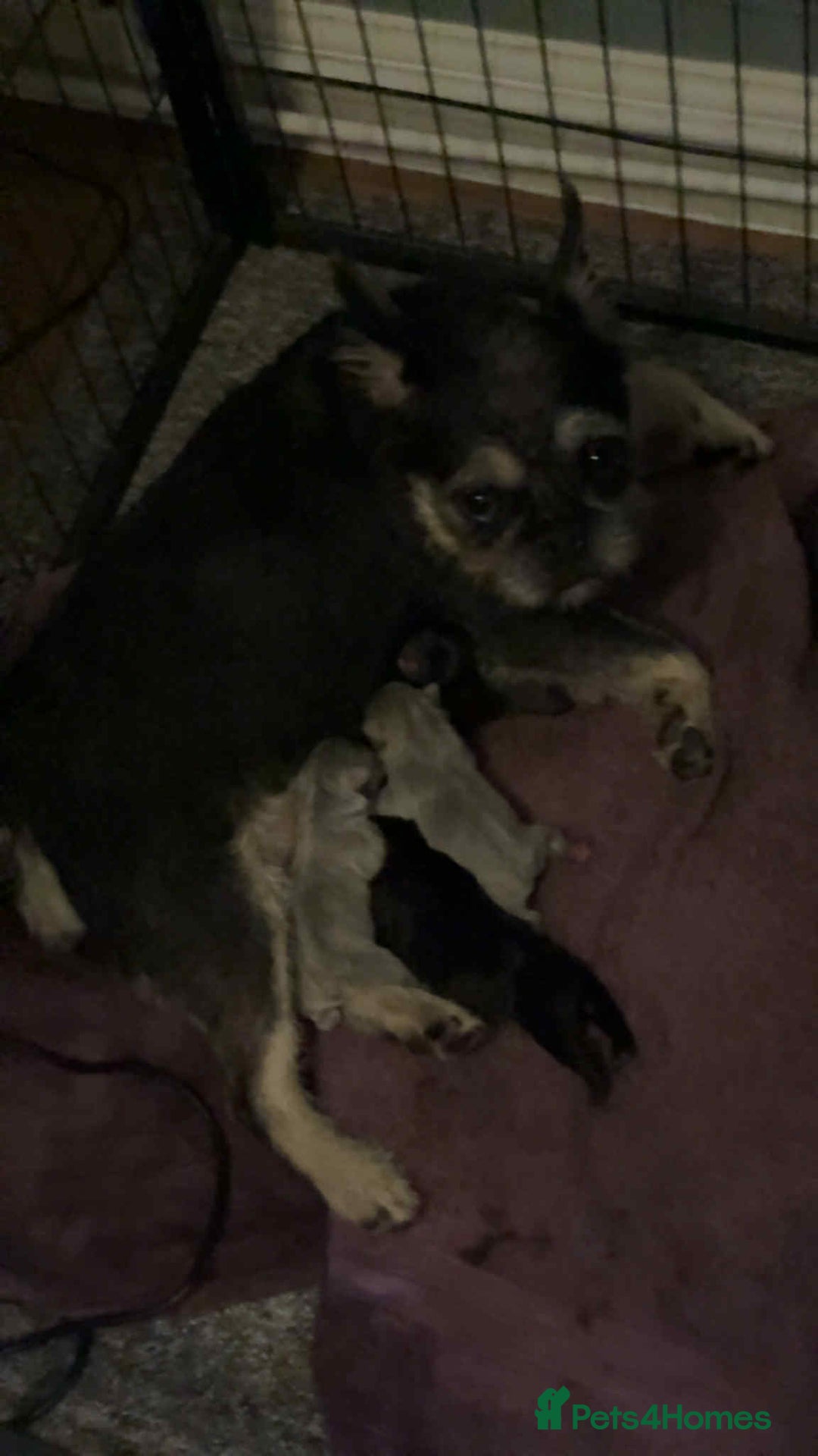 French Bulldog dogs for sale: Stunning French bulldog puppies  - Advert 10