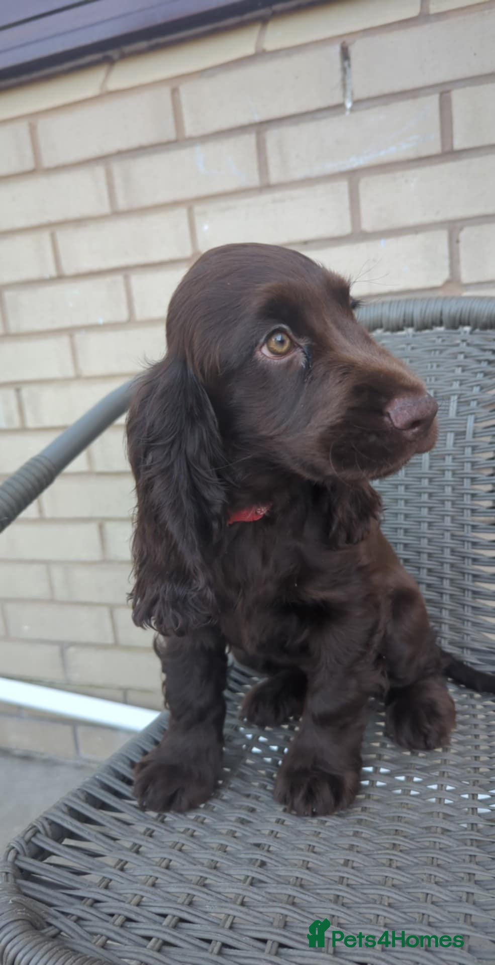 Cocker Spaniel dogs Cocker spaniel puppies READY NOW NEW HOME 🏠 in Morecambe - Advert 2