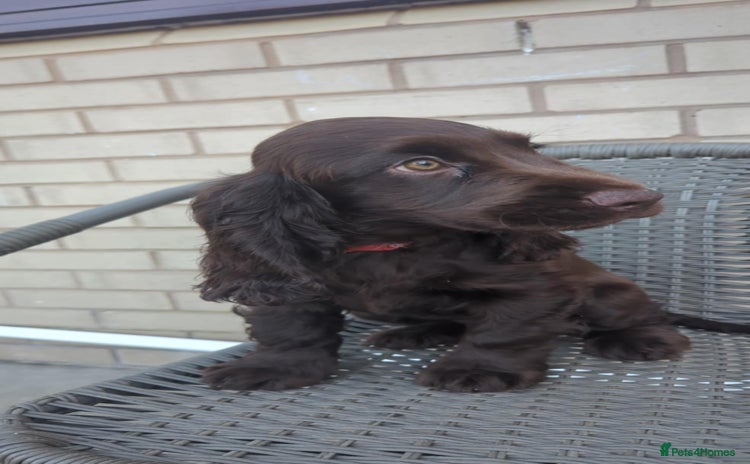 Cocker Spaniel dogs in Morecambe - Advert 10