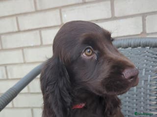 Cocker Spaniel dogs Cocker spaniel puppies READY NOW NEW HOME 🏠 in Morecambe - Advert 3