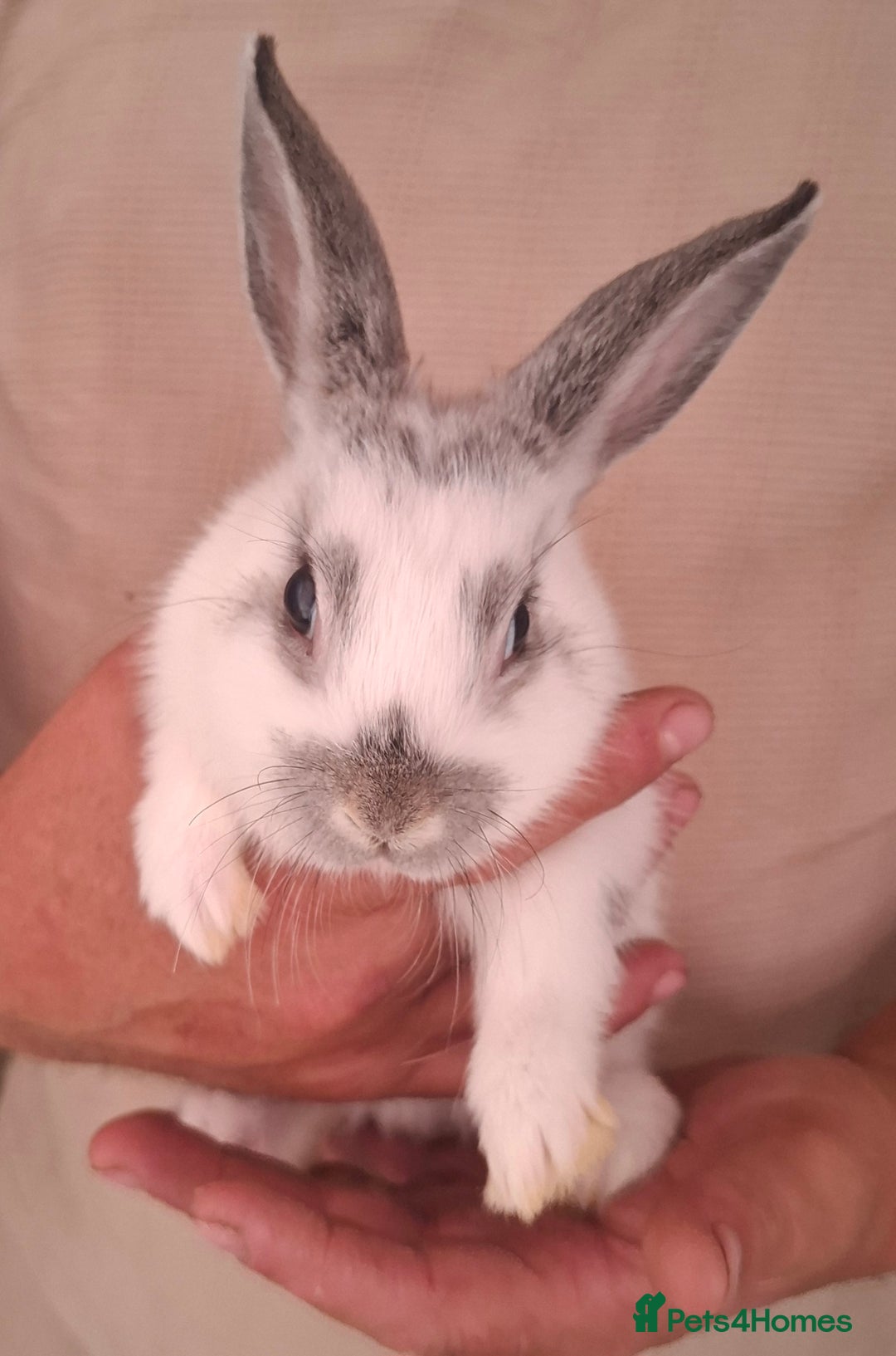 English Spot rabbits for sale: English spot x dwarf  - Image 6