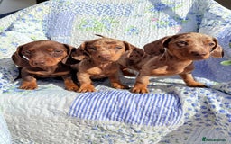Dachshund dogs for sale: Miniature dashound puppies  - Image 7
