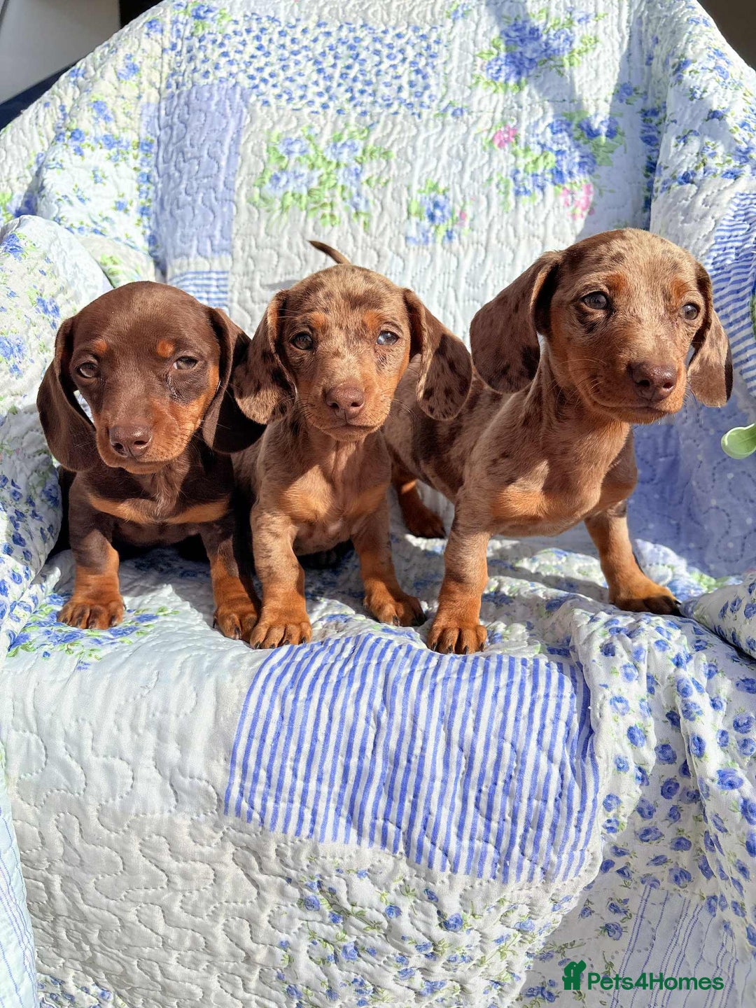 Dachshund dogs for sale: Miniature dashound puppies  - Image 7