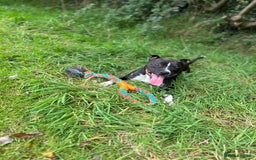 Staffordshire Bull Terrier dogs for sale: 4 year old Staffordshire bull terrier - Image 3