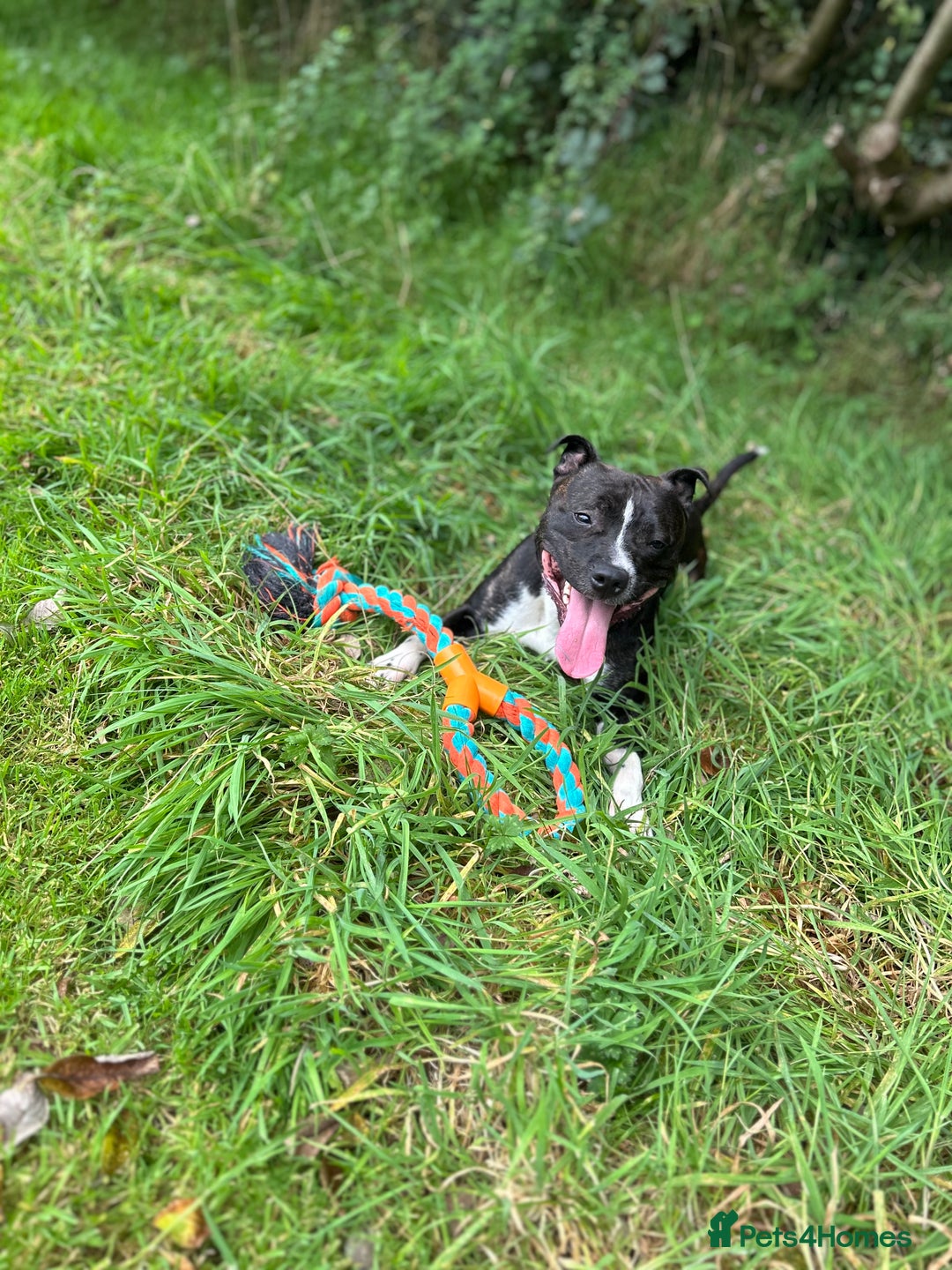 Staffordshire Bull Terrier dogs for sale: 4 year old Staffordshire bull terrier - Image 3