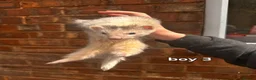 Ferret rodents for sale: Litter of 6 stunning ferrets  in Worksop - Advert 9