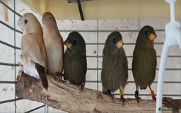 Finches birds for sale:  Finches=Red throated parrotfinchs  - Image 4