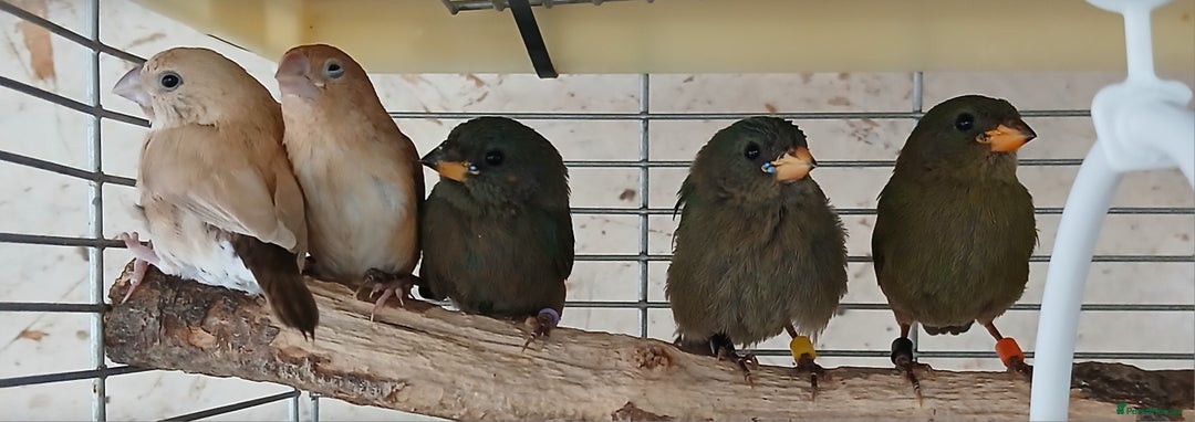 Finches birds for sale:  Finches=Red throated parrotfinchs  - Image 4