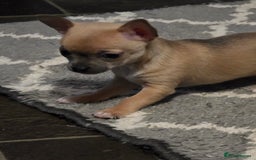Chihuahua dogs for sale: Chihauhau puppies ready early November - Image 13