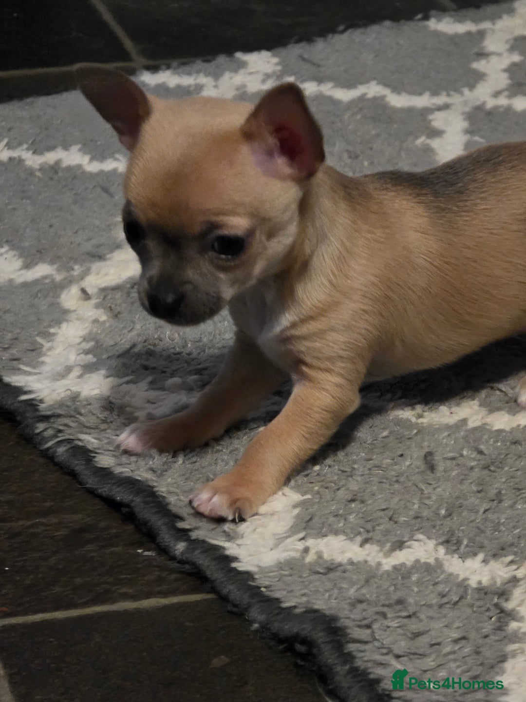 Chihuahua dogs for sale: Chihauhau puppies ready early November - Image 13