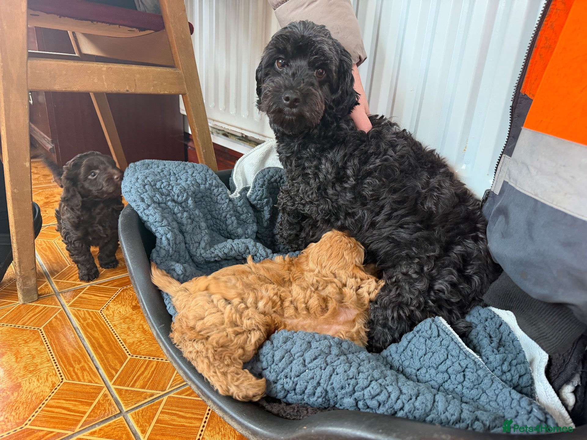 Yorkiepoo dogs Yorkipoo Boy Puppies  - Advert 2