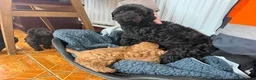 Yorkiepoo dogs for sale: Yorkipoo Boy Puppies  in Bishop Auckland - Advert 1