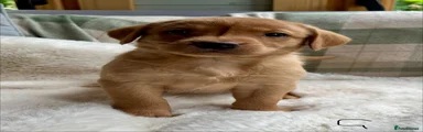 Labrador Retriever 3