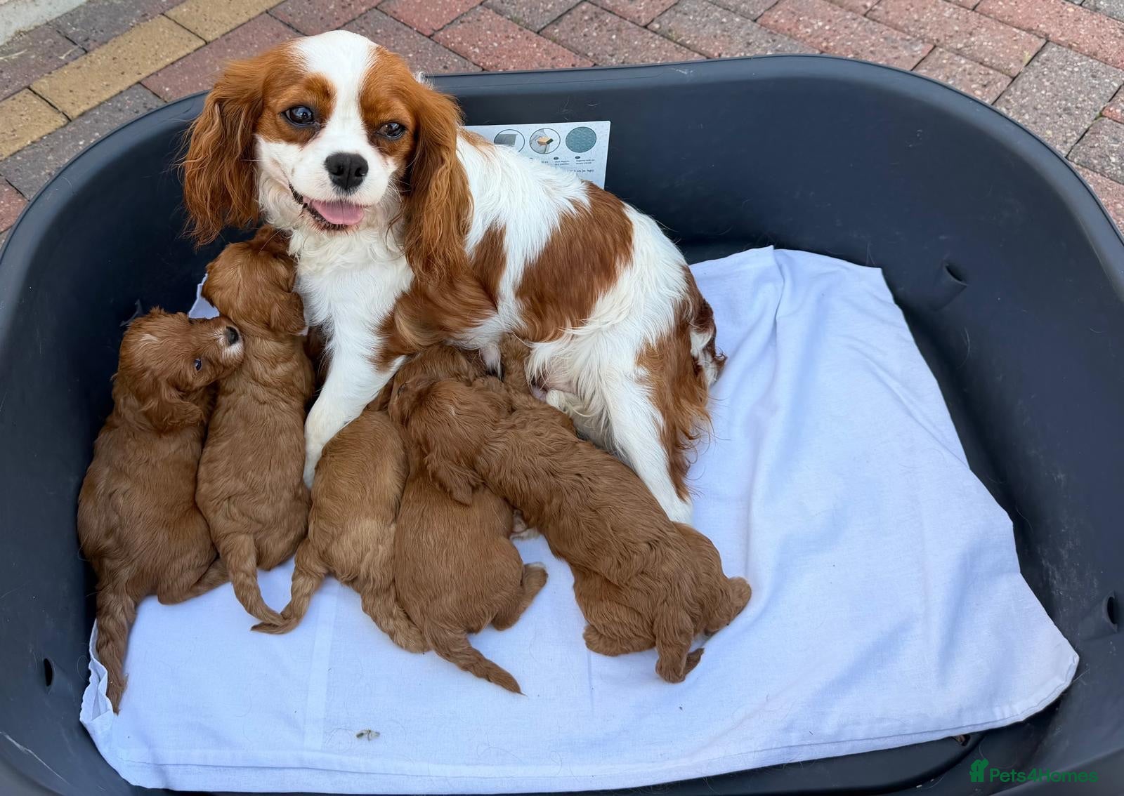 Cavapoo dogs Stunning f1 cavapoos ready now ! - Advert 1