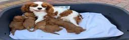 Cavapoo dogs for sale: Stunning f1 cavapoos ready now ! - Advert 8