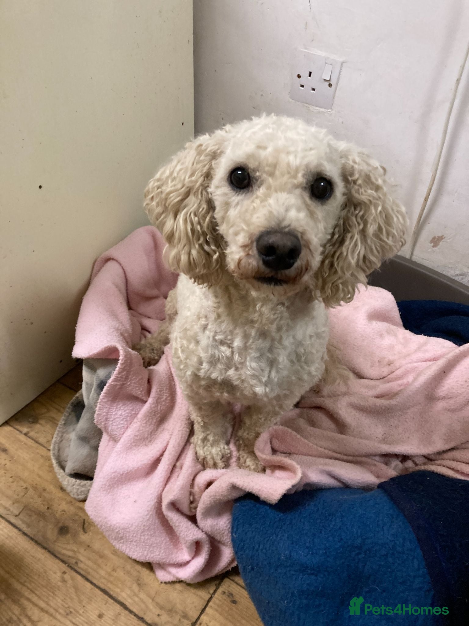 Poodle dogs HANDSOME POODLE, CHARLIE - Advert 6