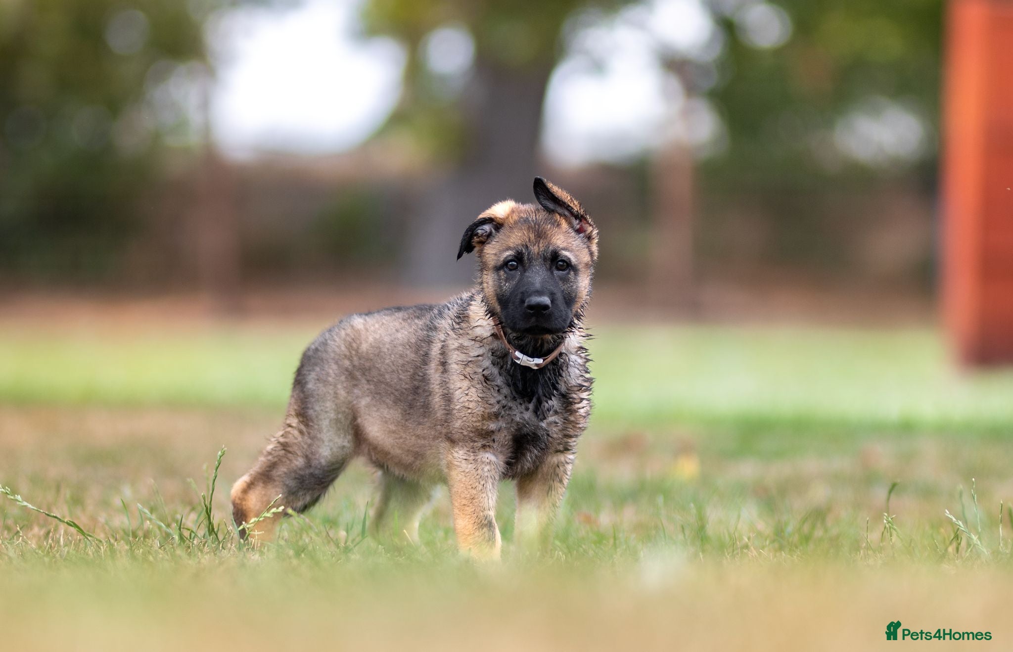 German Shepherd dogs Working line KC GSD pups  - Advert 2