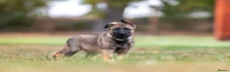 German Shepherd dogs for sale: Working line KC GSD pups  - Advert 3