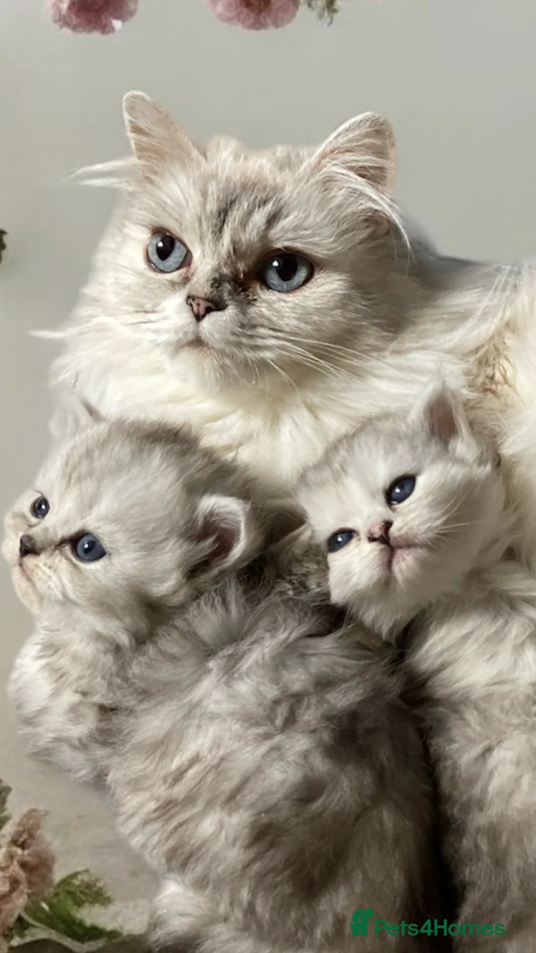 Persian cats for sale: Pedigree Persian chinchilla kittens - Advert 2