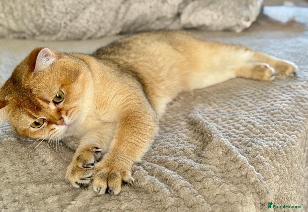Scottish Fold cats for stud: Scottish Straight for Stud - Image 3