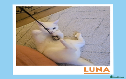 Mixed Breed cats for adoption: Luna is a VIP - Image 2