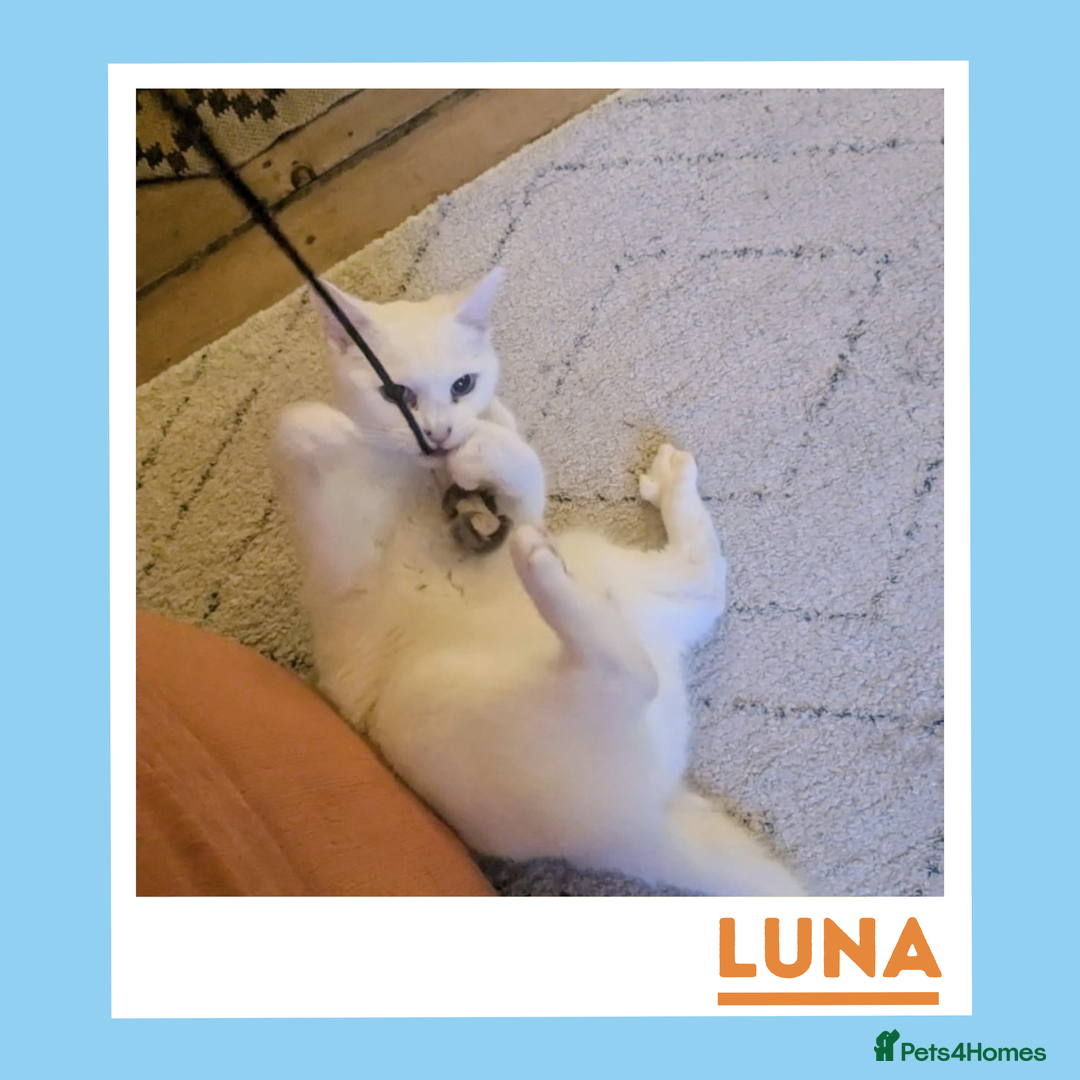 Mixed Breed cats for adoption: Luna is a VIP - Image 2
