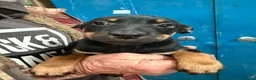 Australian Kelpie dogs for sale: Australian kelpie puppies - Advert 20