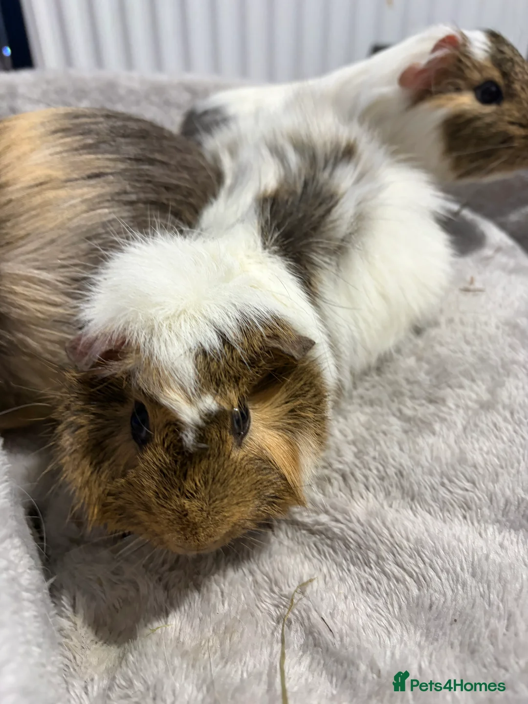 Guinea Pig rodents for sale: trio of boys for rehoming  - Advert 2