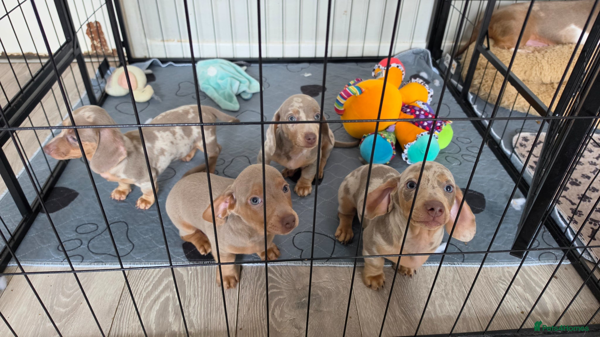 Miniature Dachshund dogs for sale: Stunnung miniature Dachshund  in Slough - Advert 13