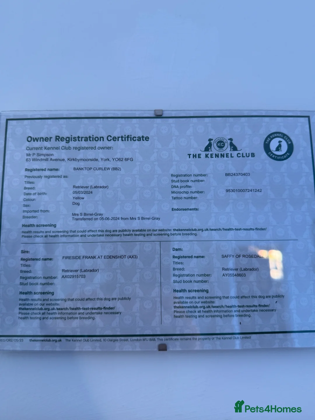 Labrador Retriever dogs for sale: 2 year old fox red lab - Advert 7