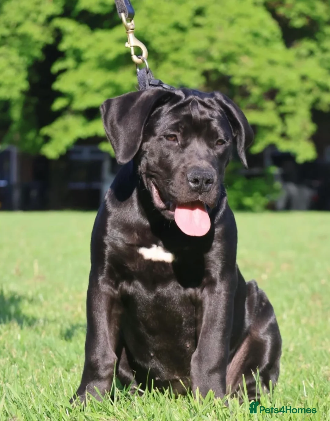 Boerboel dogs for stud: Imperial Health Tested & Champion Stud in Eastleigh - Advert 27