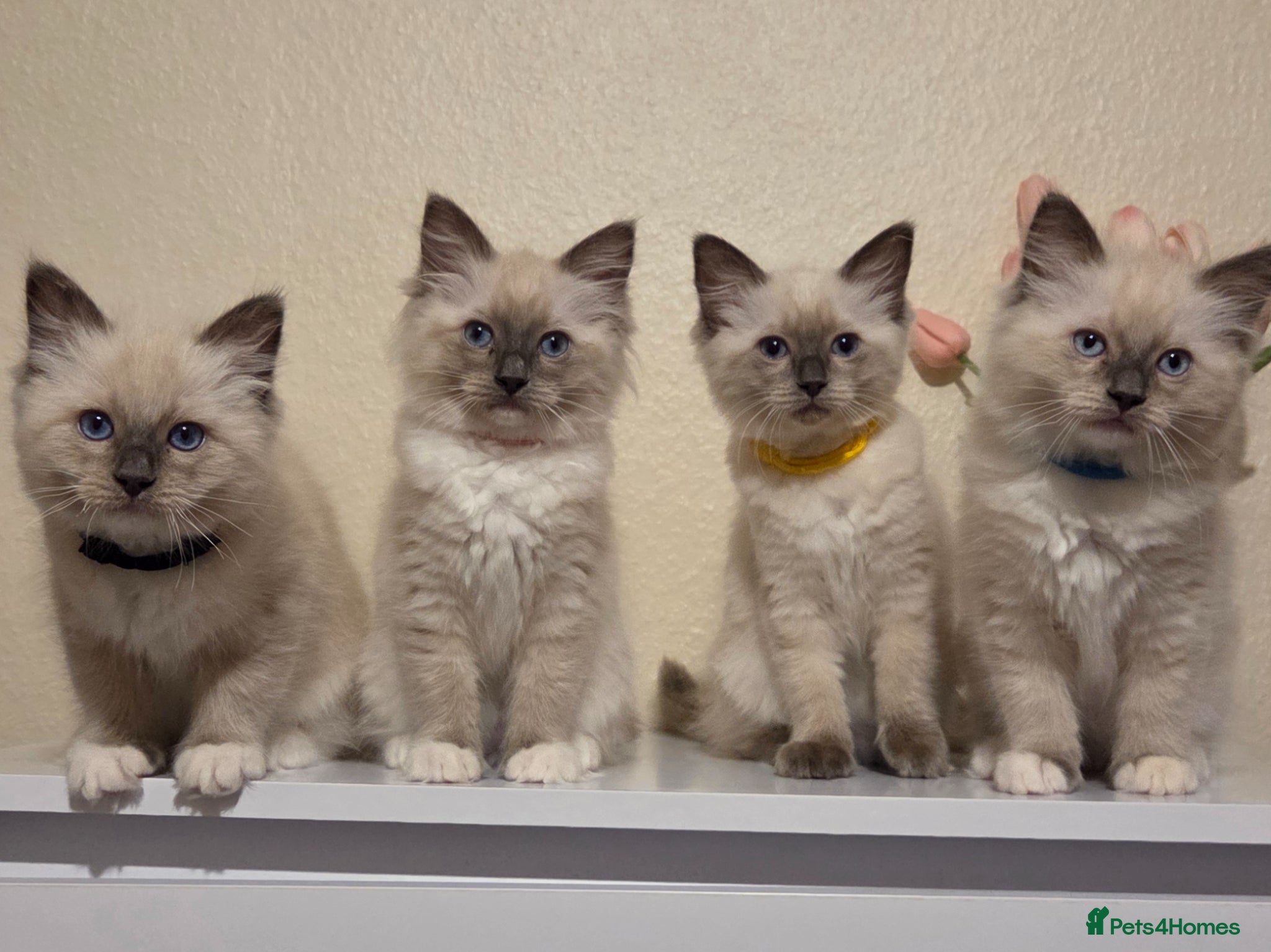 Ragdoll cats Pure Ragdoll Kittens Ready ! - Advert 17