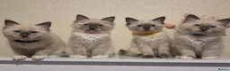 Ragdoll cats for sale: 🐾 Ragdoll Kittens Ready now !  - Advert 7