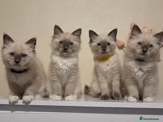 Ragdoll cats Pure Ragdoll Kittens Ready ! - Advert 17