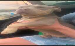 American Bully dogs for sale: Pocket bully  - Image 2
