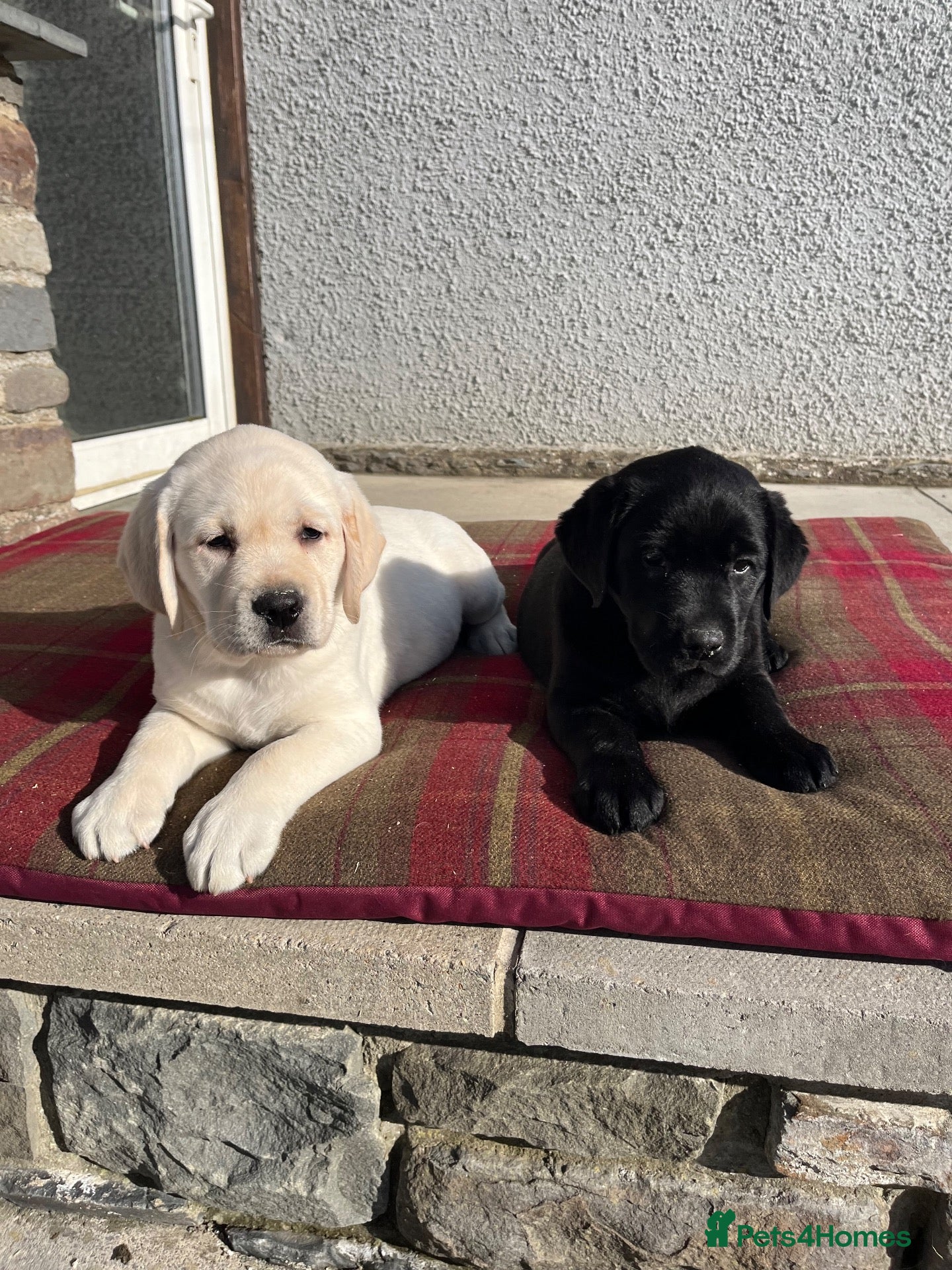 Labrador Retriever dogs for sale: 0/0 hips KC reg Health tested chunky 🐶  - Advert 1