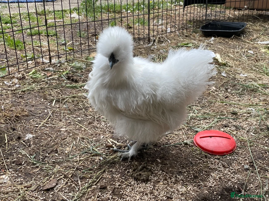 Hens poultry for sale: 3 Silkie Hens in Aylesbury - Advert 2
