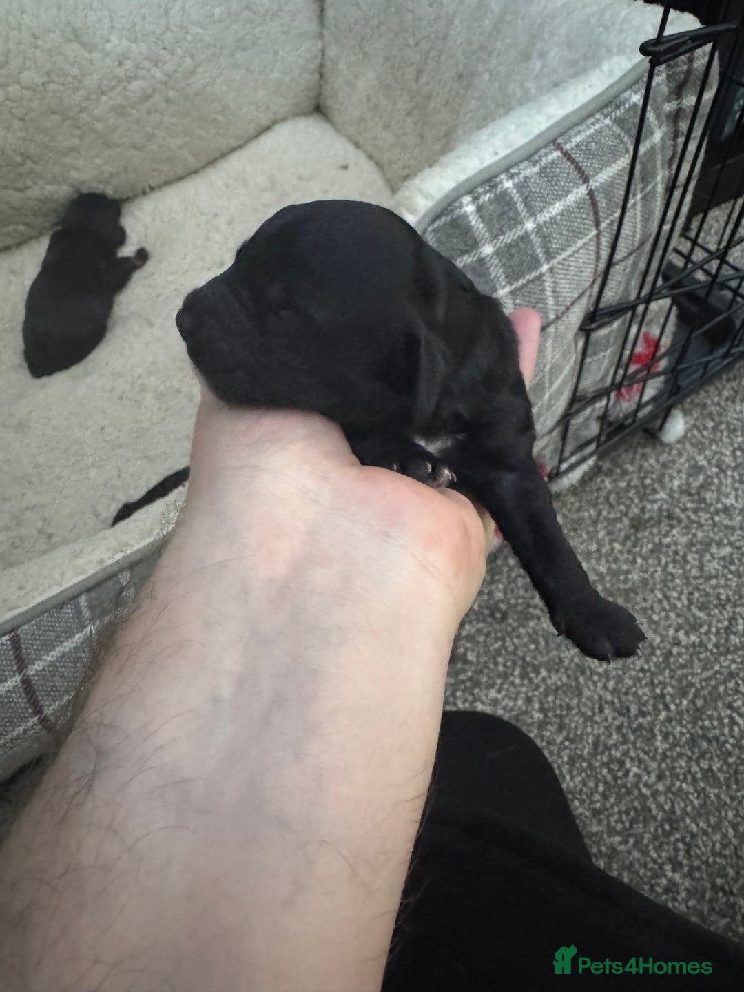 Cockapoo dogs for sale: Cockerpoo pups - Image 9