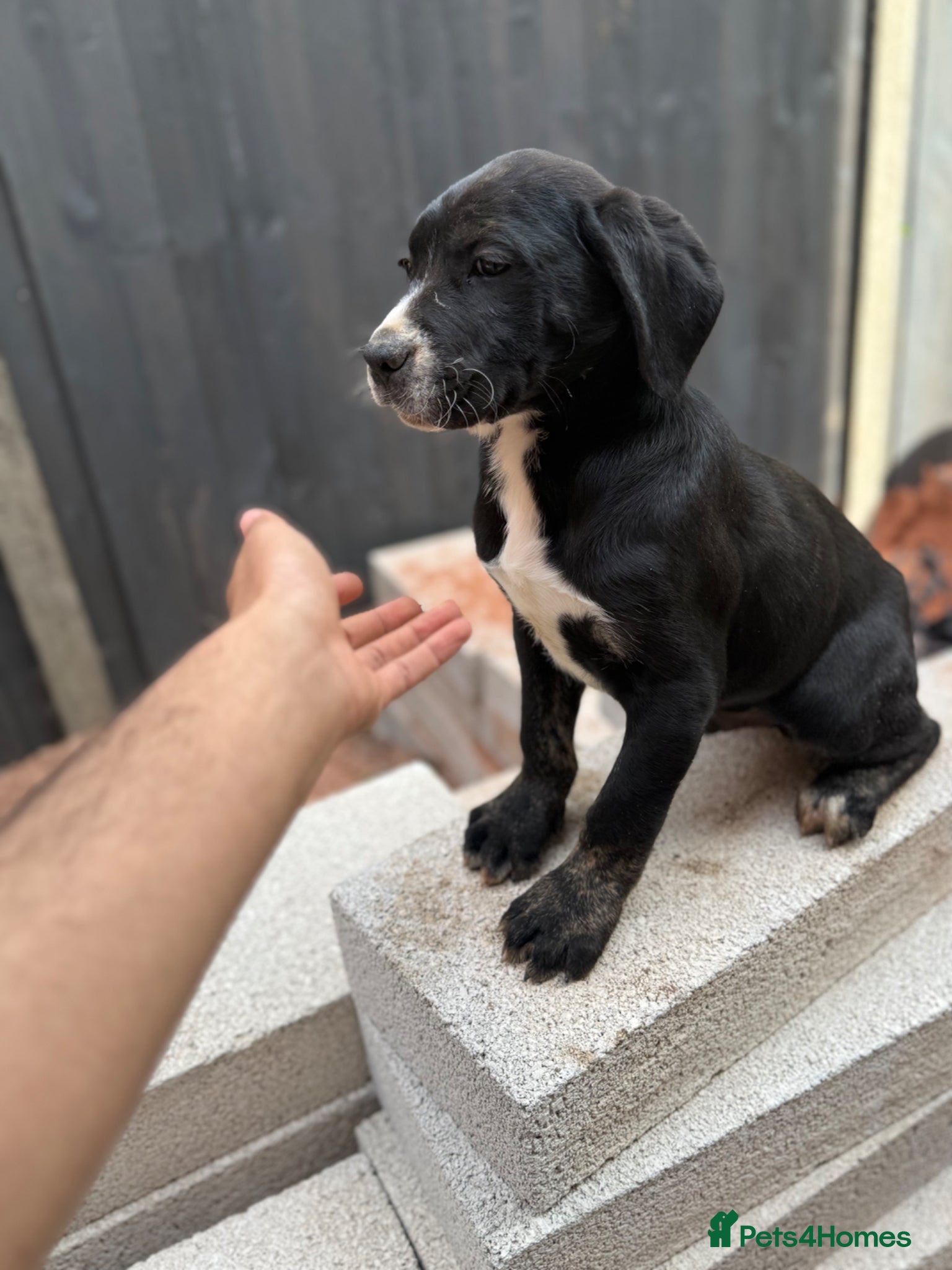 Presa Canario dogs Reduced🏆Champion Blood presa Canario pups!! - Advert 3