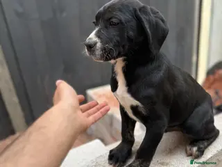 Presa Canario dogs Reduced🏆Champion Blood presa Canario pups!! - Advert 3