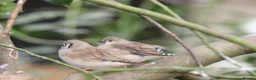 Finches birds for sale: Various Zebra Finch Variants  - Advert 10