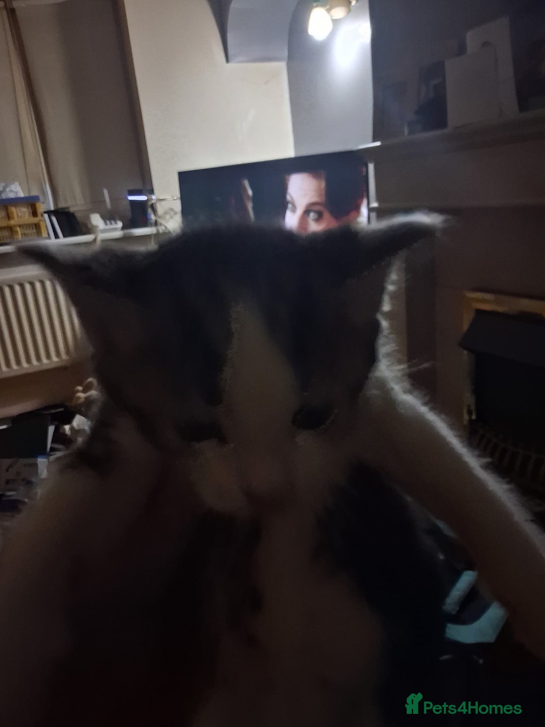 British Shorthair cats for sale: Kittens for sale  - Advert 3