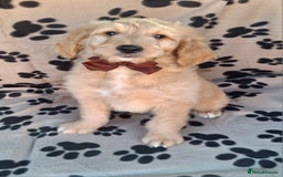 Goldendoodle dogs for sale: Gorgeous standard goldendoodle pups. - Image 10
