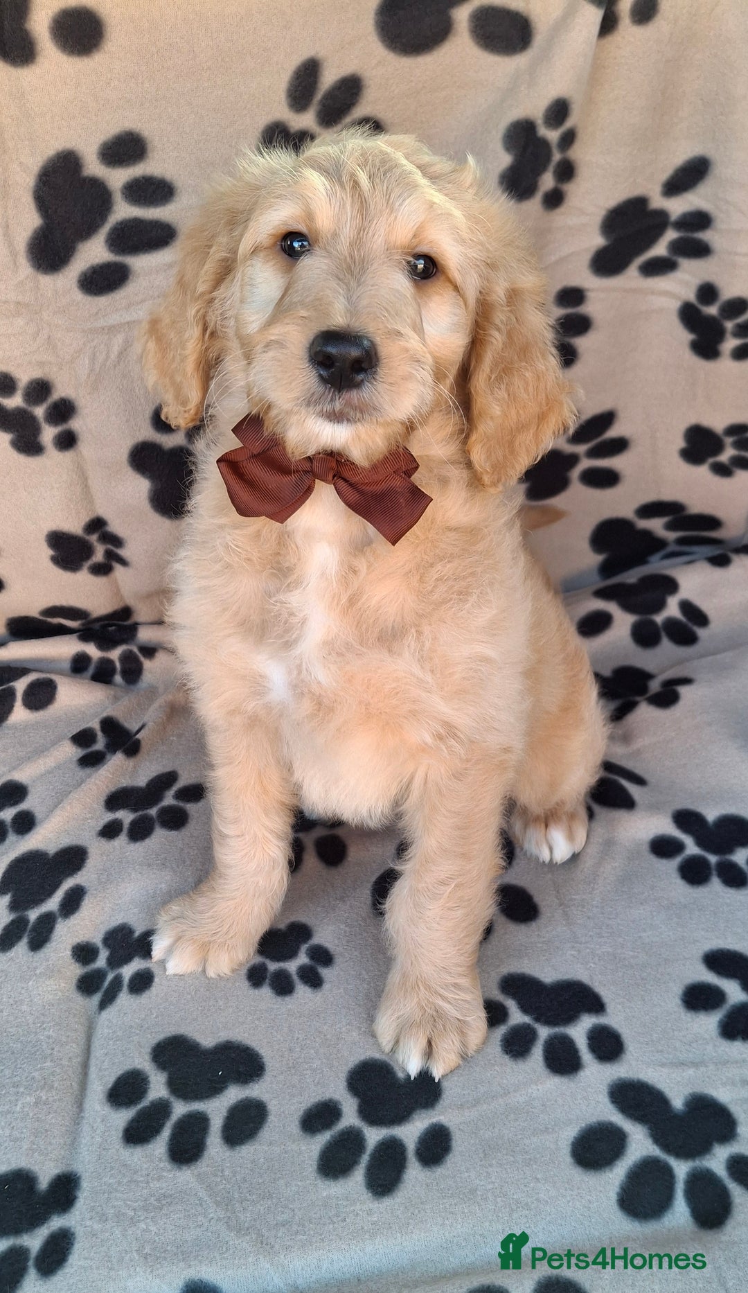 Goldendoodle dogs for sale: Gorgeous standard goldendoodle pups. - Image 10