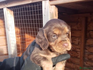 Cocker Spaniel dogs Champion bred cocker spaniel working type - Advert 2