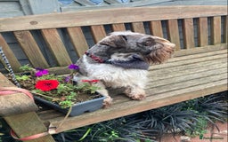 Miniature Poodle dogs for stud: CHOC/WHITE MINIATURE SCHNAUZER AT STUD in Coventry - Image 2