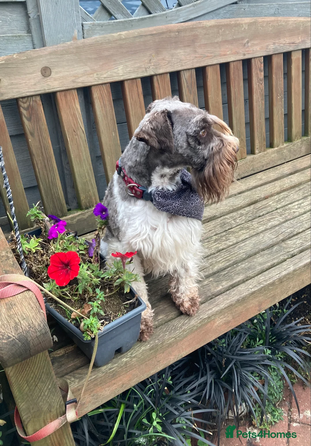 Miniature Poodle dogs for stud: CHOC/WHITE MINIATURE SCHNAUZER AT STUD in Coventry - Advert 2