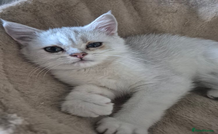 British Shorthair cats - Advert 4