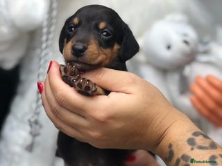 Miniature Dachshund dogs Smooth haired miniature dachshunds available🐶🐾🩷 - Advert 4
