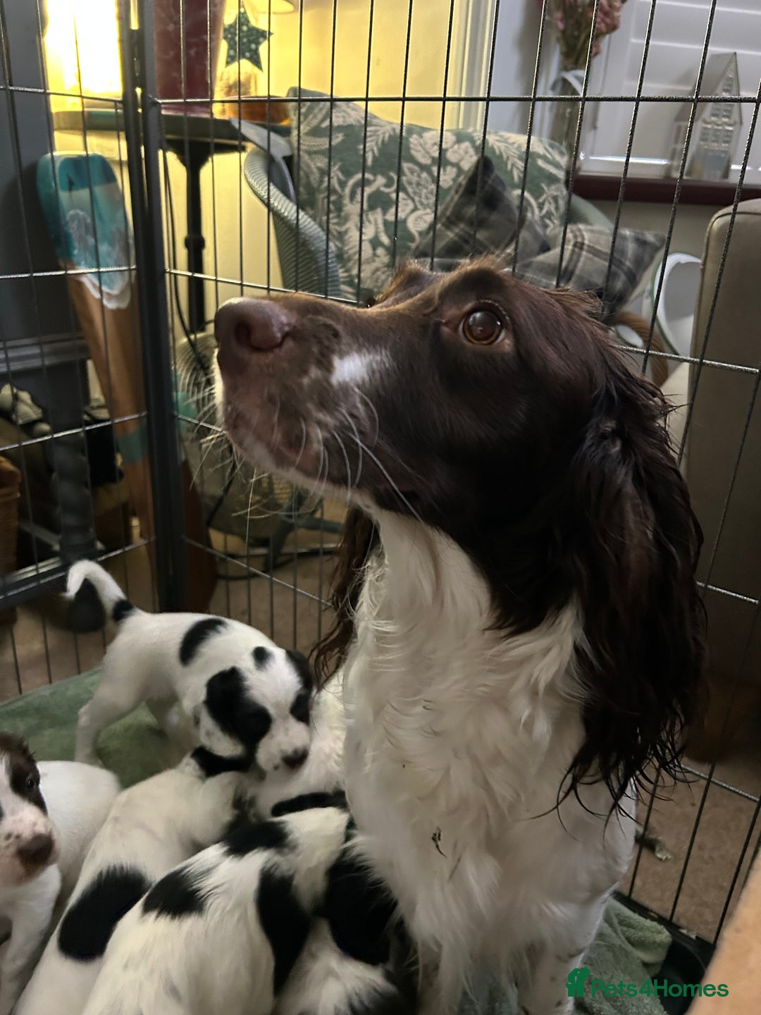 Sprocker dogs for sale: Sprocker puppies - Advert 3